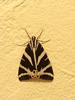 Papillon Ecaille Chinee, Euplagia quadripunctaria (ph. Mrugala F., Lyon, 07-2019)(1)